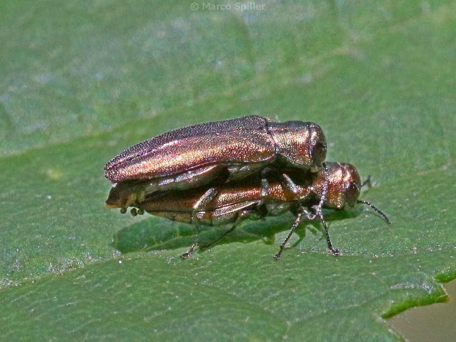 Buprestide da determinare - Agrilus viridicaerulans ssp. rubi (cfr.)